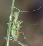 カカトアルキの交尾の様子